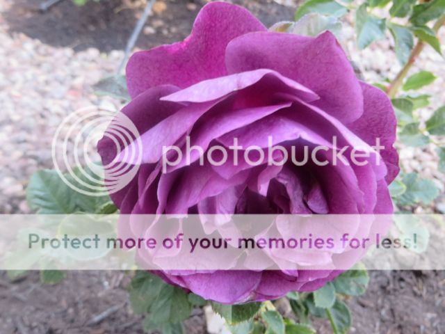 Ebb Tide photo EbbTideNGPS_zpsc516edb4.jpg